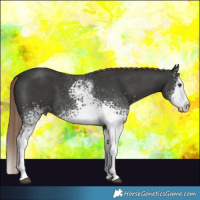 Horse Color:White Spotted Liver Chestnut Sabino Splash 