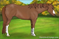 Horse Color:Chestnut 