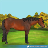 Horse Color:Bay 