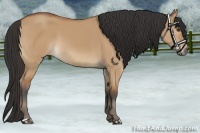 Horse Color:Bay Dun
