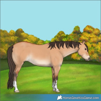 Horse Color:Bay Dun 