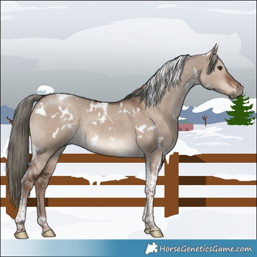 Horse Color:White Spotted Liver Red Dun Mushroom Tobiano 