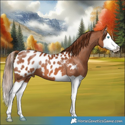 Horse Color:Chestnut Splash Appaloosa 