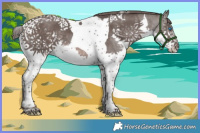 Horse Color:Platinum Liver Chestnut Splash Tobiano 