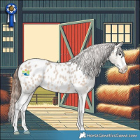 Horse Color:Brown Roan Dun Splash Near Leopard Rabicano 