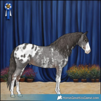Horse Color:Liver Chestnut Sabino Appaloosa 