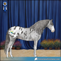 Horse Color:Liver Chestnut Sabino Appaloosa 