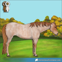 Horse Color:Red Roan 