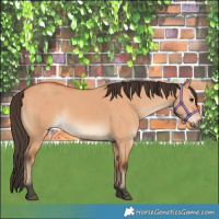 Horse Color:Bay Dun
