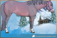 Horse Color:Watercolor Buckskin 