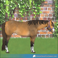 Horse Color:Buckskin 