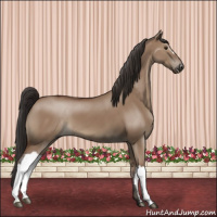 Horse Color:Bay Dun