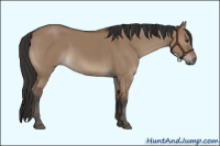 Horse Color:Bay Dun 