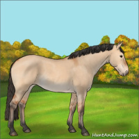Horse Color:Bay Dun 