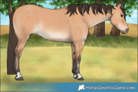 Horse Color:Bay Dun