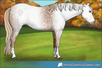 Horse Color:Gray Chestnut 