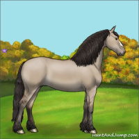 Horse Color:Bay Dun 
