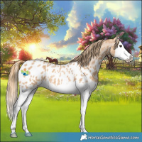 Horse Color:Red Roan Splash Appaloosa Rabicano 