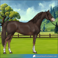 Horse Color:Liver Chestnut Sabino 
