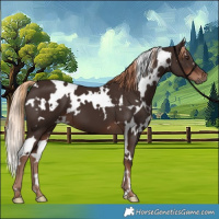 Horse Color:White Spotted Liver Chestnut 