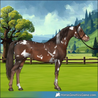 Horse Color:White Spotted Liver Chestnut 