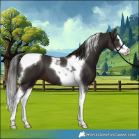 Horse Color:Liver Chestnut Splash Tobiano 