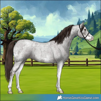 Horse Color:Liver Red Ice Roan Sabino 