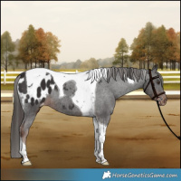 Horse Color:Liver Chestnut Tobiano Blanket 