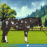 Horse Color:White Spotted Liver Chestnut 