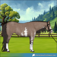 Horse Color:Liver Red Dun Sabino Rabicano 