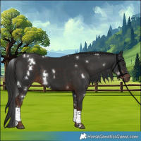 Horse Color:White Spotted Liver Chestnut 