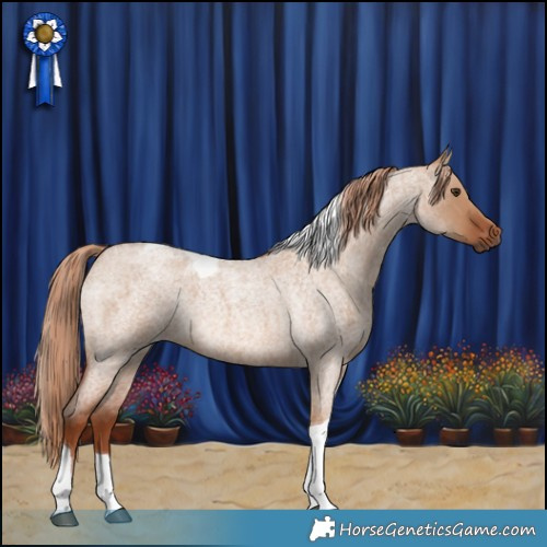 Horse Color:Red Dun Roan Tobiano Rabicano 