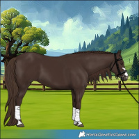 Horse Color:Liver Chestnut 