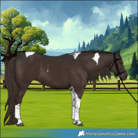 Horse Color:Liver Chestnut Tobiano 