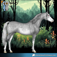 Horse Color:Silver Bay Chinchilla Sabino 