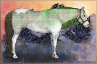 Horse Color:Plaid  White Spotted Liver Red Dun Ice Tobiano 