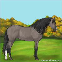 Horse Color:Grullo Rabicano 