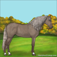 Horse Color:Silver Grullo 