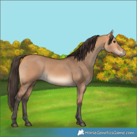 Horse Color:Bay Dun 