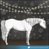 Horse Color:Gray Grullo Appaloosa 