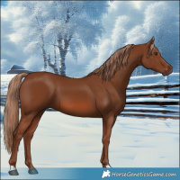 Horse Color:Chestnut 
