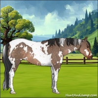 Horse Color:White Spotted Brown Dun Tobiano 