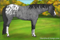 Horse Color:Blue Roan Appaloosa 