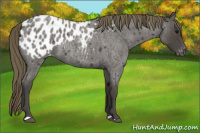 Horse Color:Smoky Blue Roan Appaloosa 