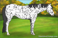 Horse Color:Blue Roan Near Leopard 