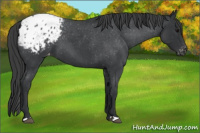 Horse Color:Blue Roan Appaloosa
