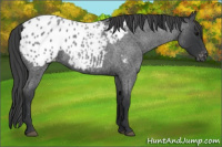 Horse Color:Blue Roan Appaloosa