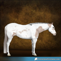 Horse Color:Classic Champagne Roan Splash Tobiano Frame 
