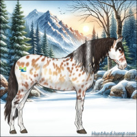 Horse Color:Bay Onyx Appaloosa 