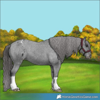 Horse Color:Black Appaloosa 